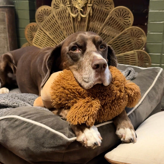 Tip Jar - Give Nori A Treat!